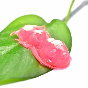 Jelly Bugs
